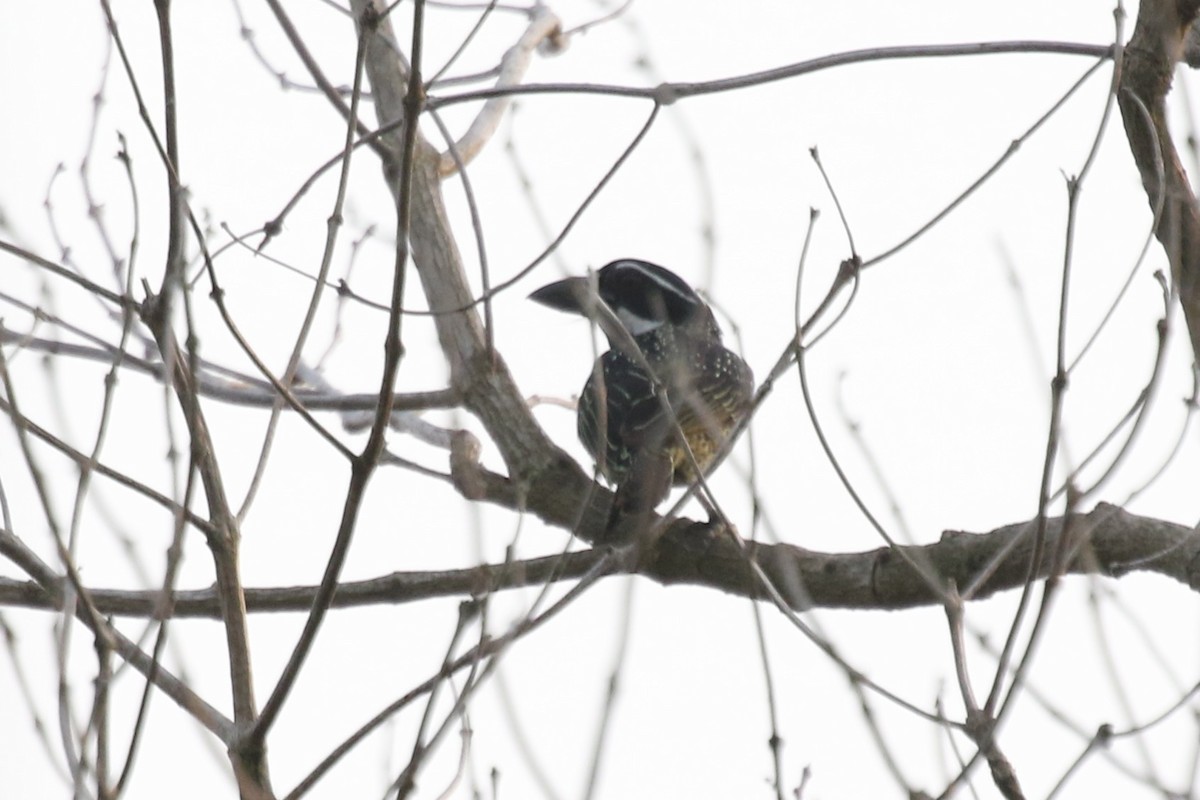 Hairy-breasted Barbet - ML631427321