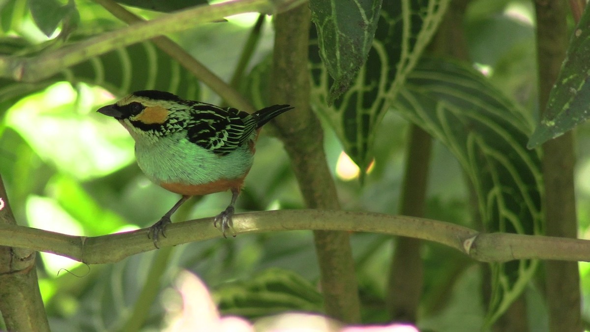 Golden-eared Tanager - ML631427324