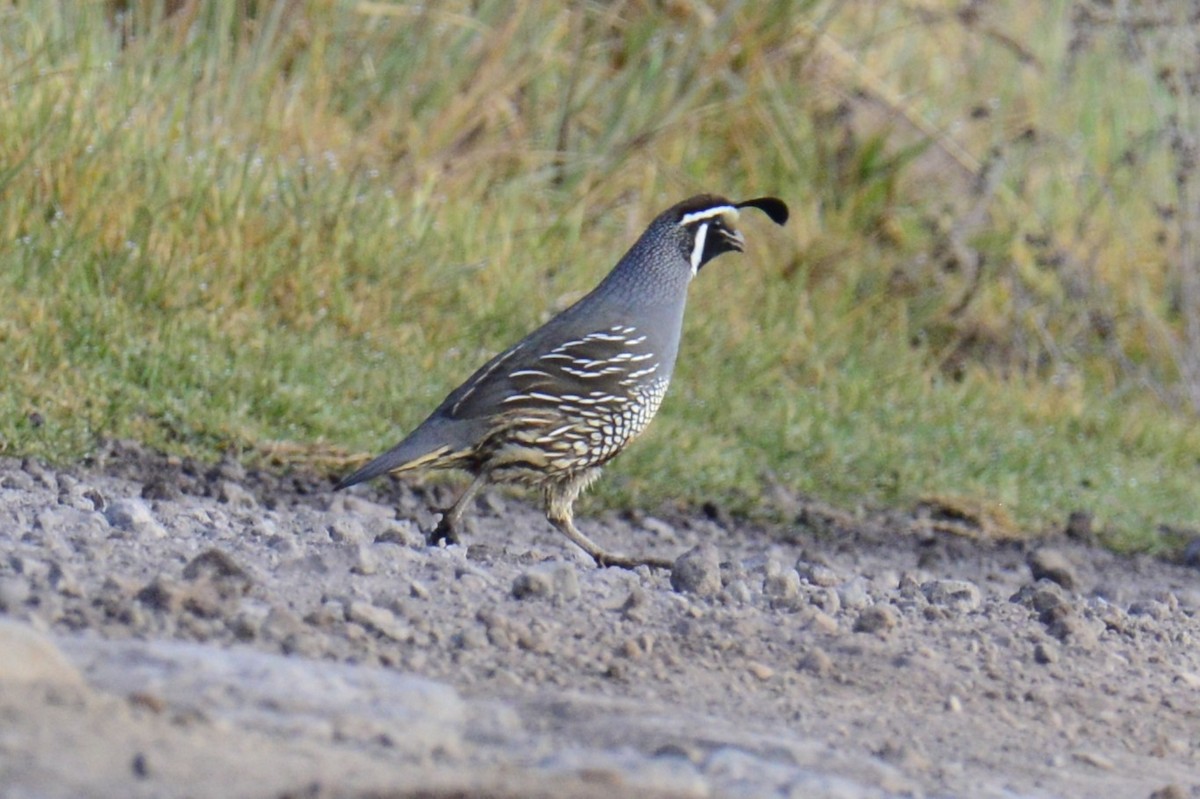 California Quail - ML631427344