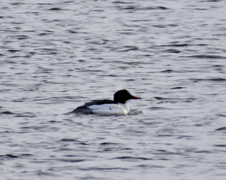 Common Merganser - ML631427346