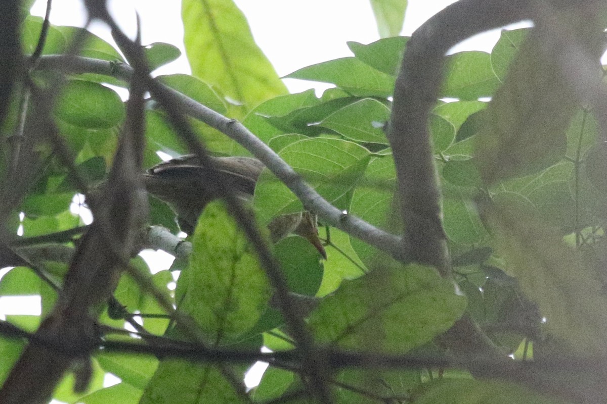 Green Hylia - ML631427457