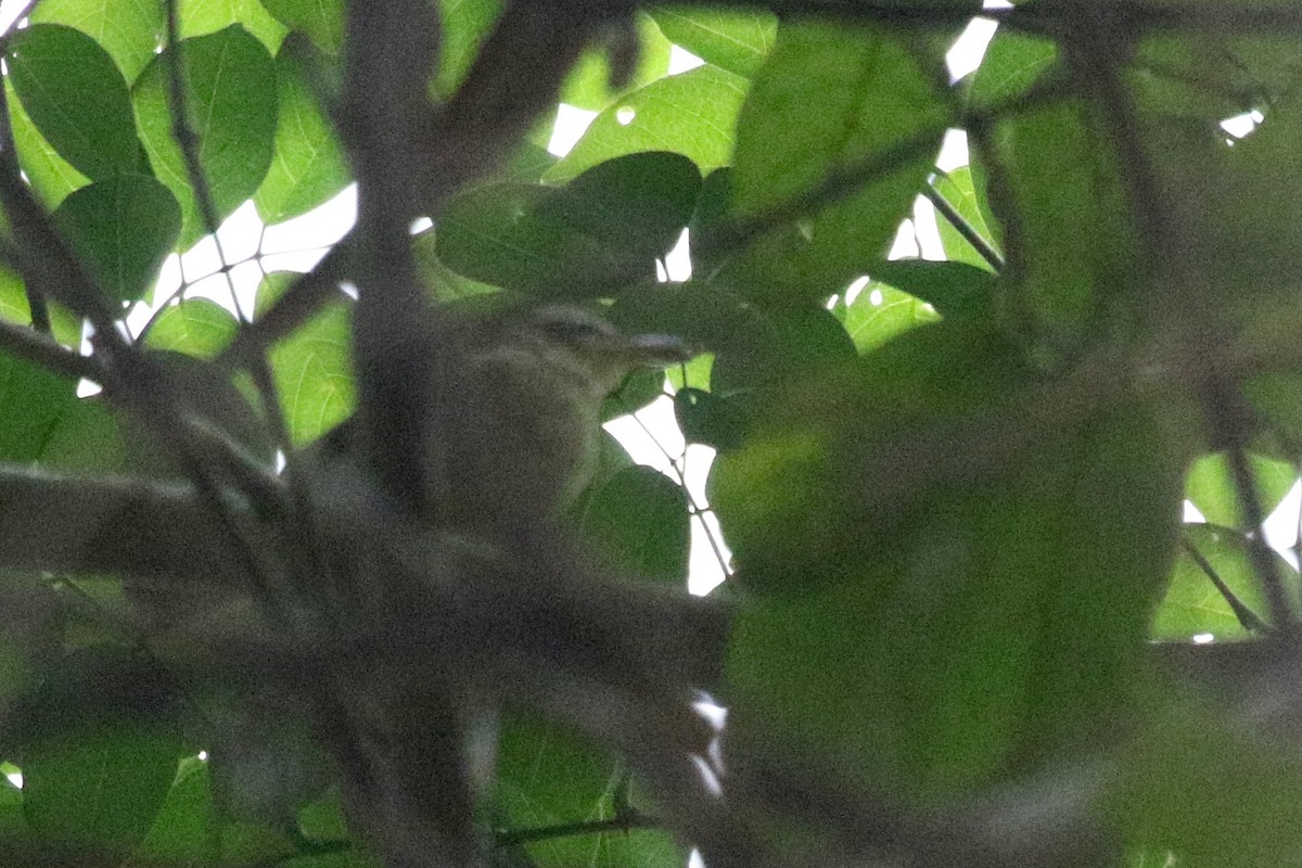 Green Hylia - ML631427458