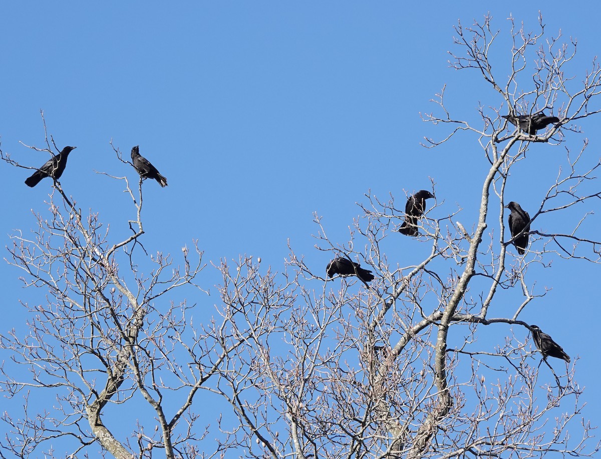 American Crow - ML631427533