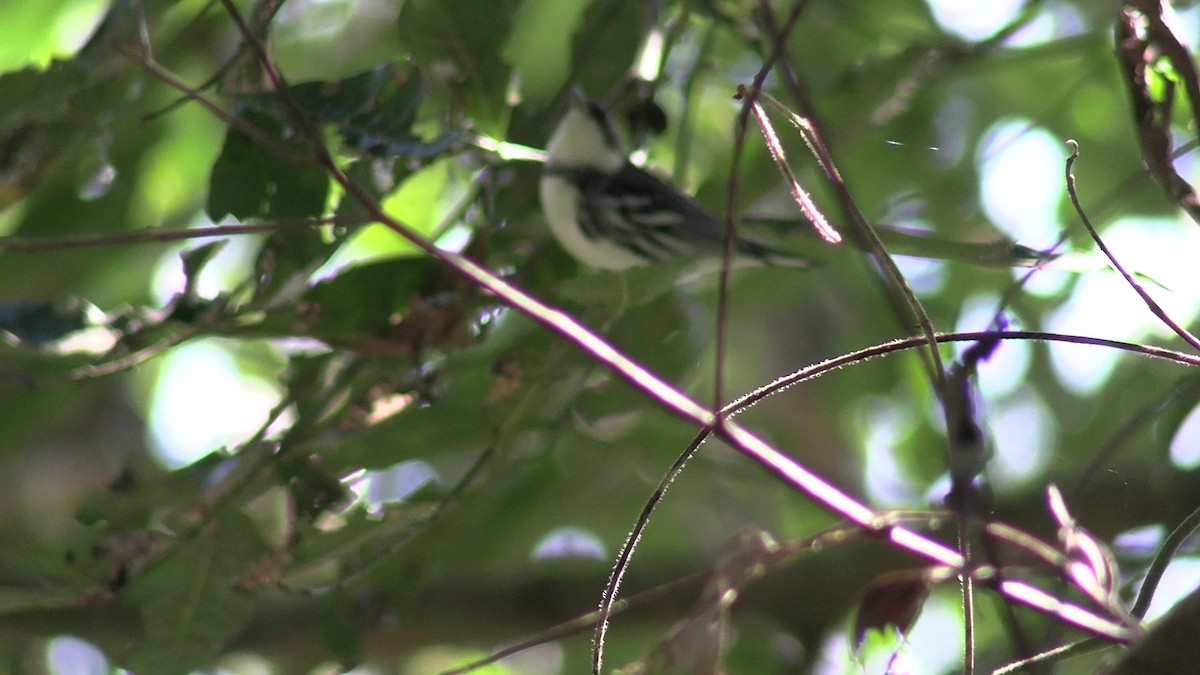 Cerulean Warbler - ML631427835