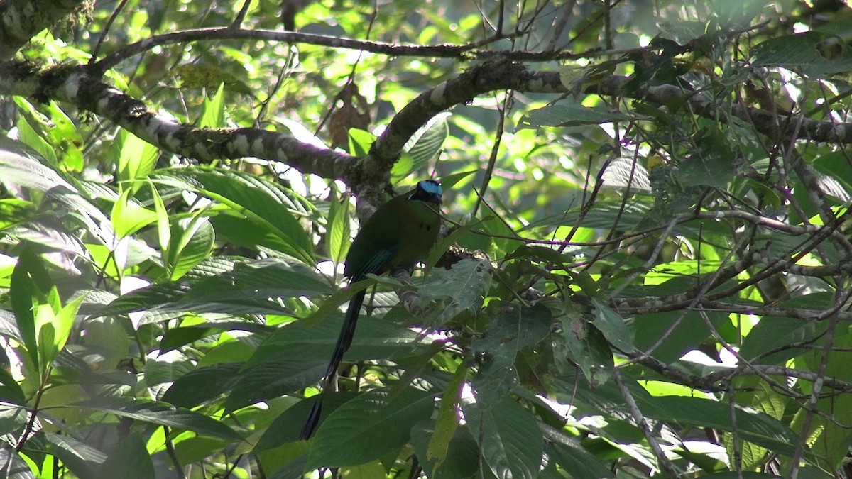 Andean Motmot - ML631427859