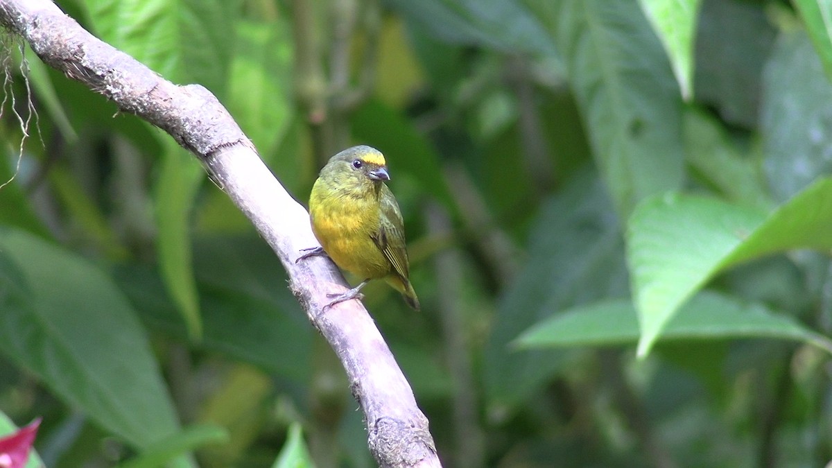 Bronze-green Euphonia - ML631427954