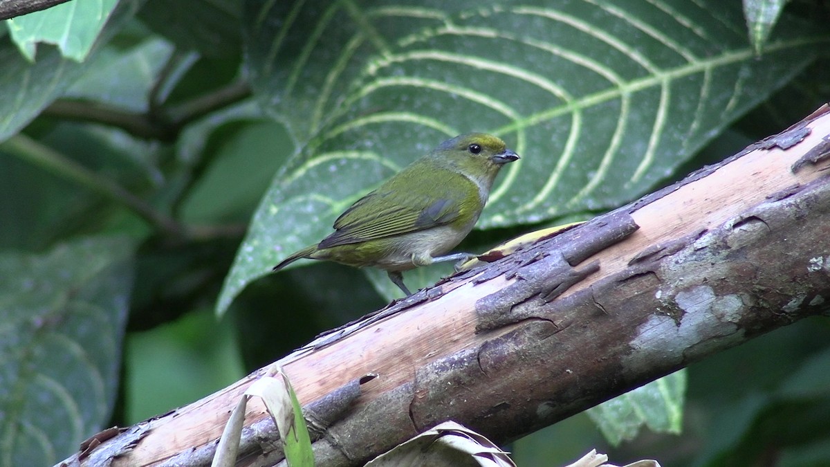 Bronze-green Euphonia - ML631427983