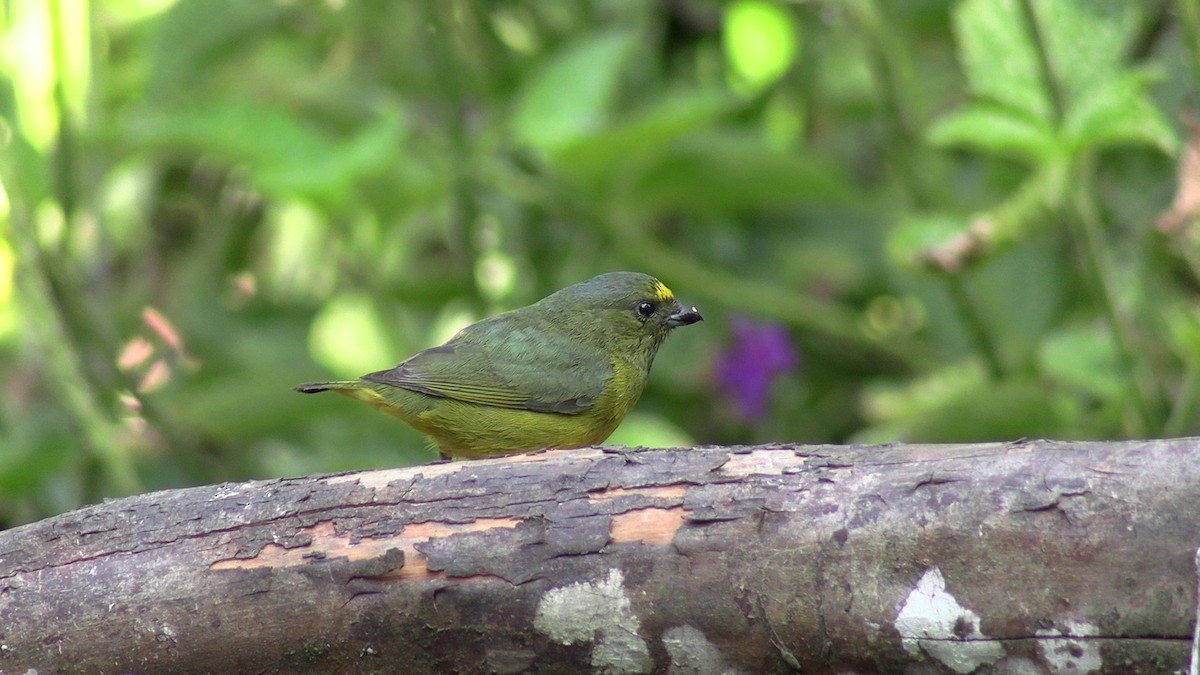 Bronze-green Euphonia - ML631427990