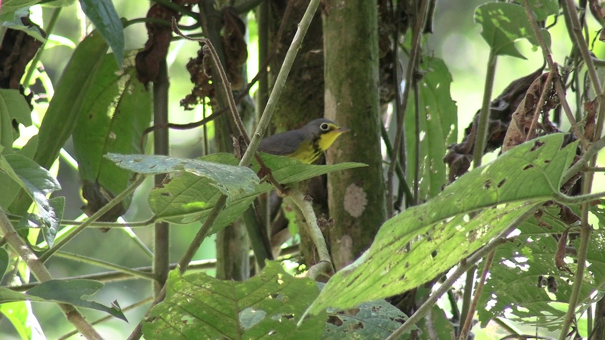 Canada Warbler - ML631428042
