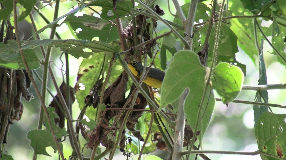 Canada Warbler - ML631428043
