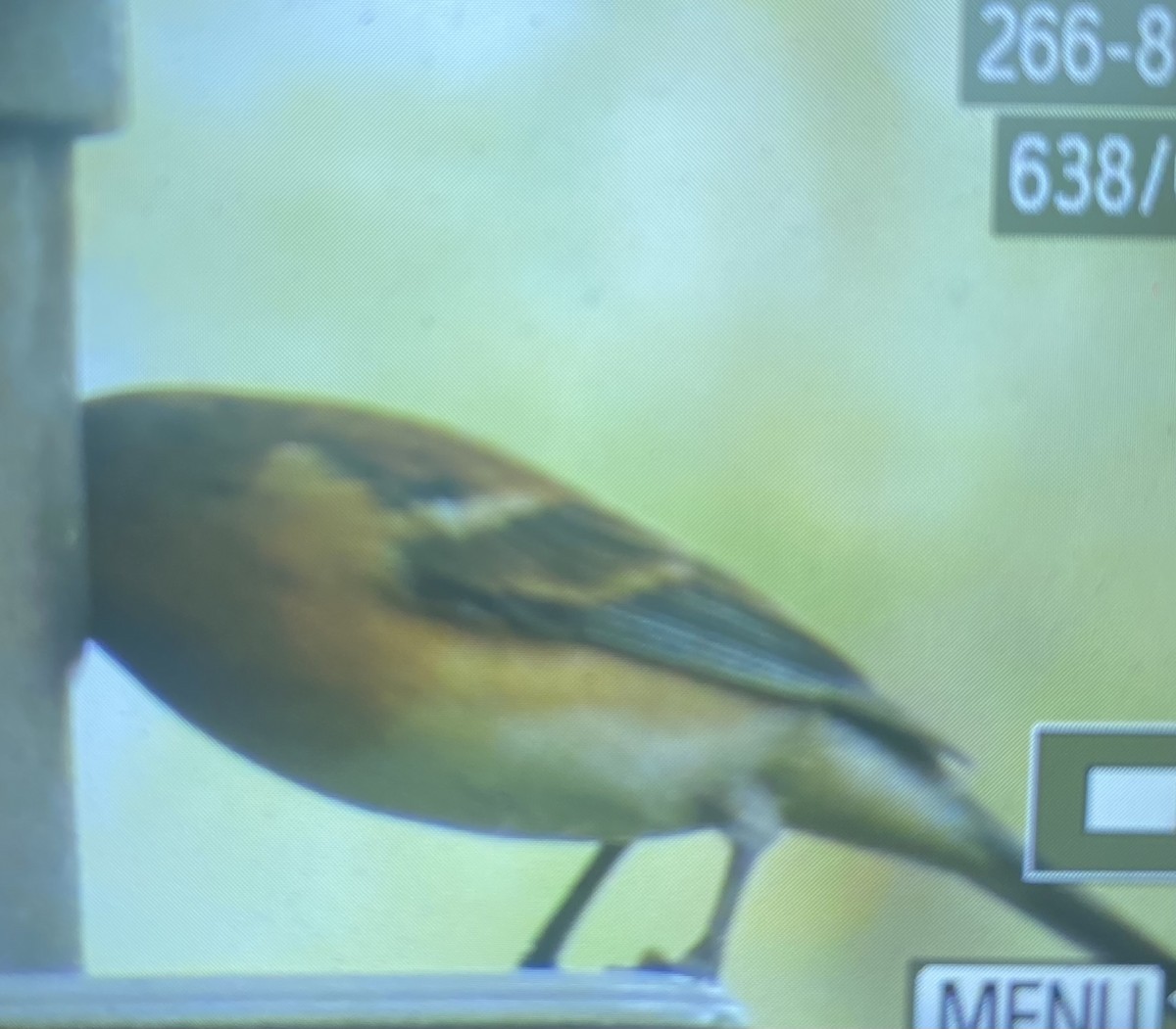 Lazuli Bunting - ML631428045