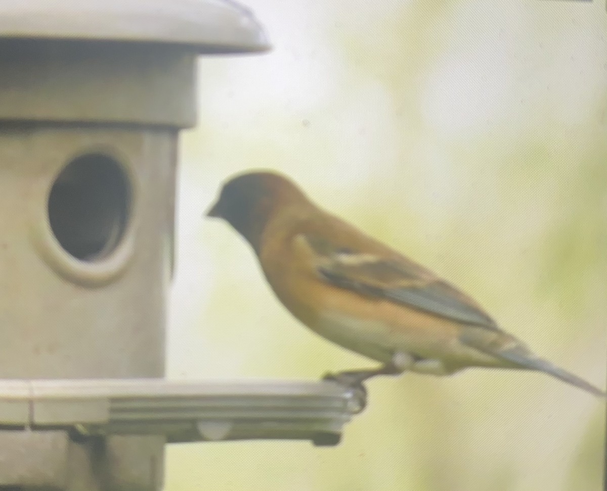 Lazuli Bunting - ML631428046