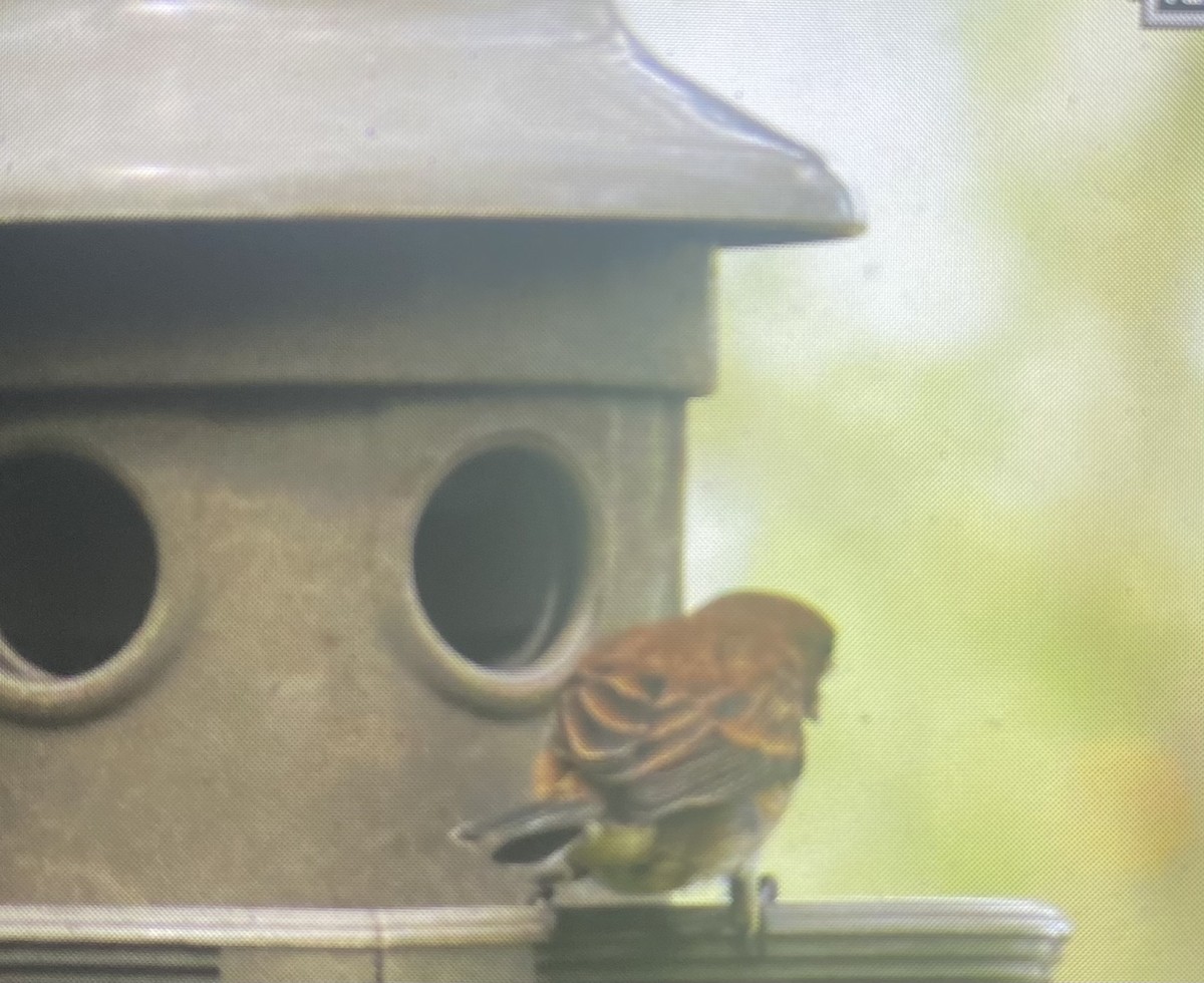 Lazuli Bunting - ML631428047