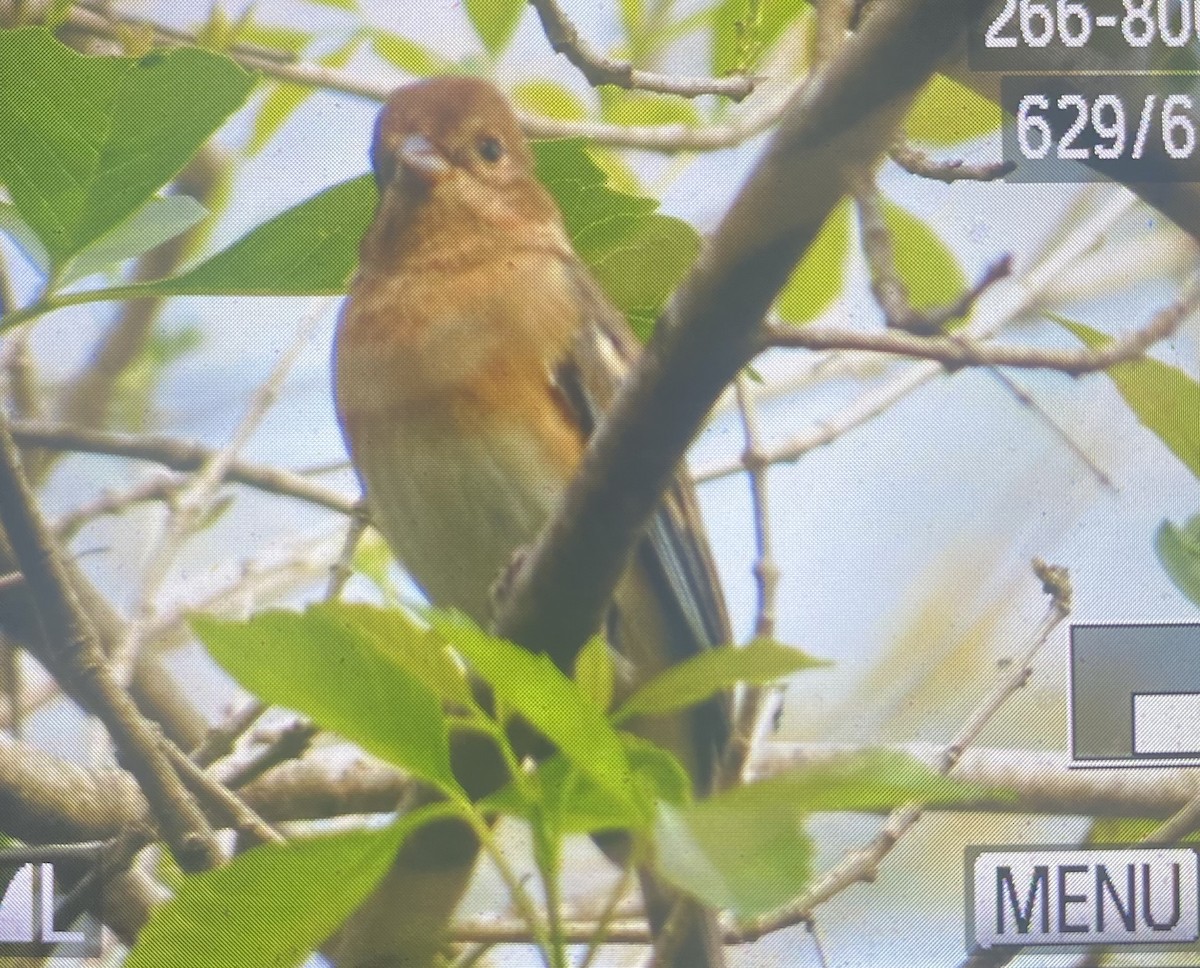 Lazuli Bunting - ML631428048
