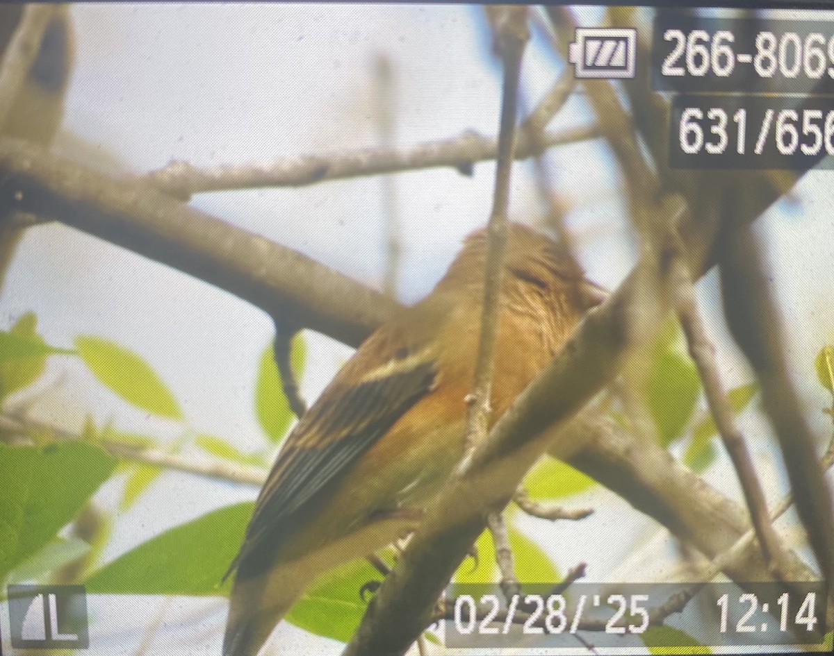 Lazuli Bunting - ML631428049