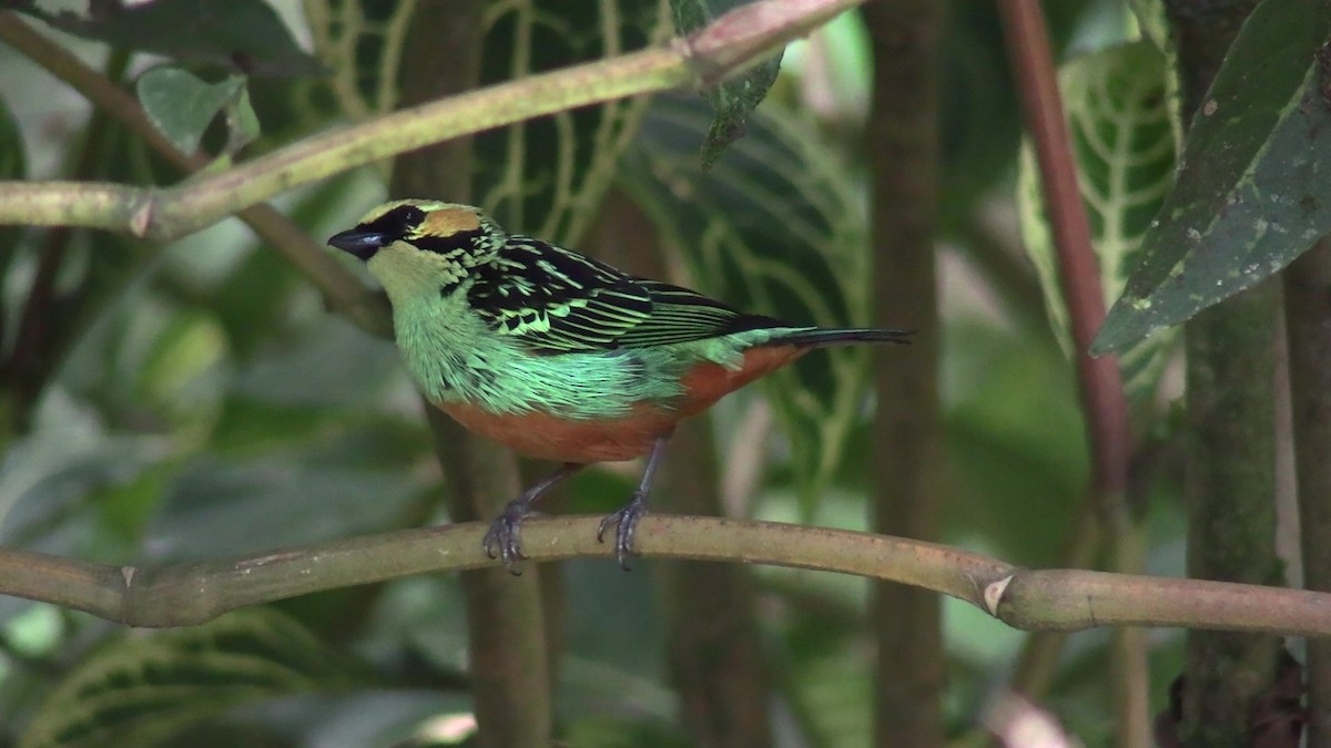 Golden-eared Tanager - ML631428071