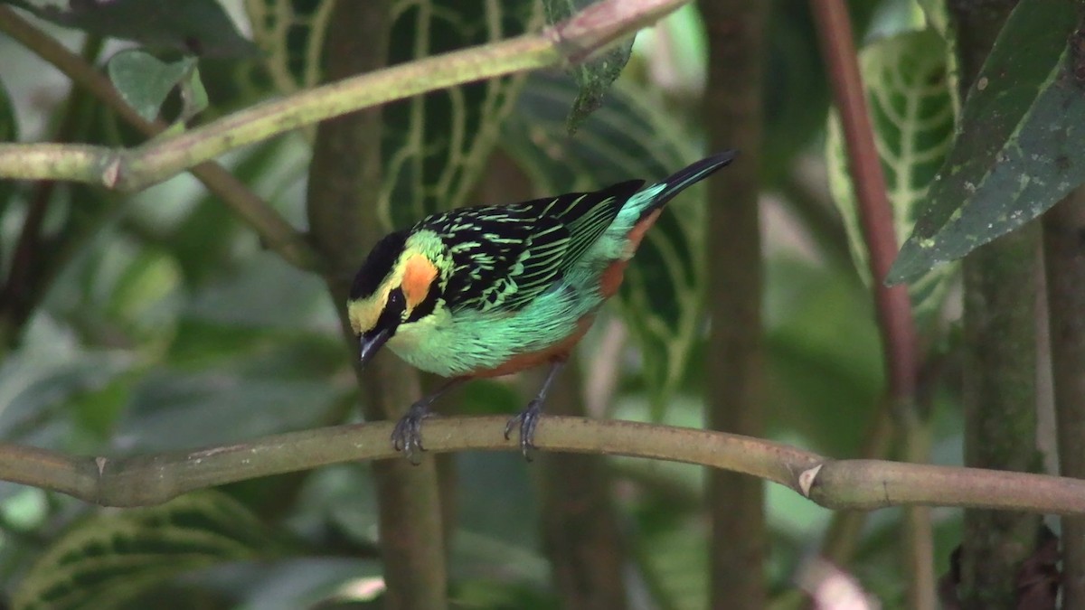 Golden-eared Tanager - ML631428072