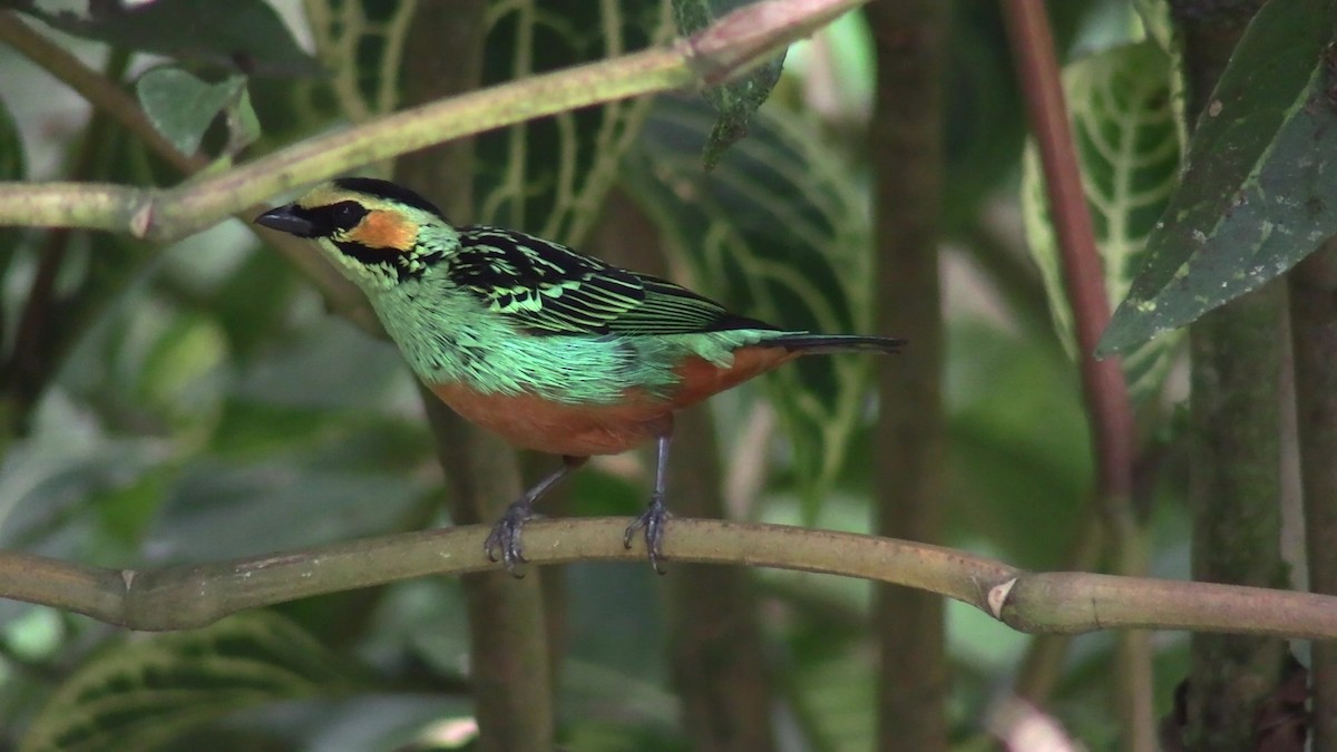 Golden-eared Tanager - ML631428073