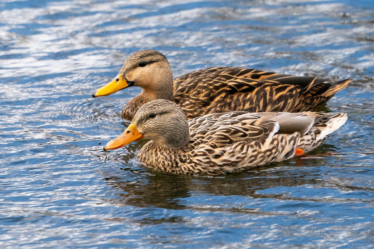 Mottled Duck - ML631428085