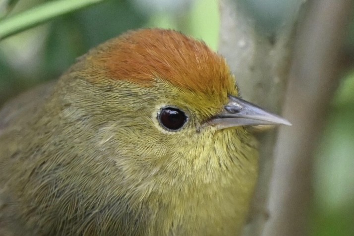 Rufous-capped Babbler - ML631428091