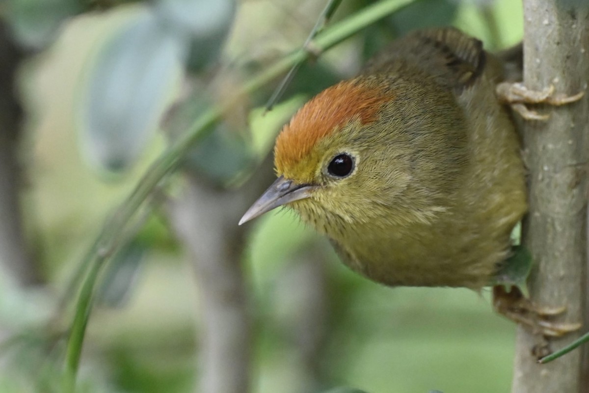 Rufous-capped Babbler - ML631428093