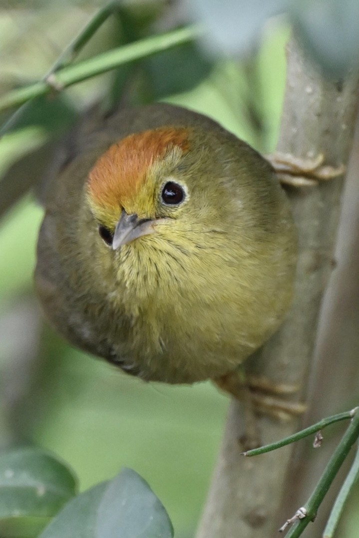 Rufous-capped Babbler - ML631428095