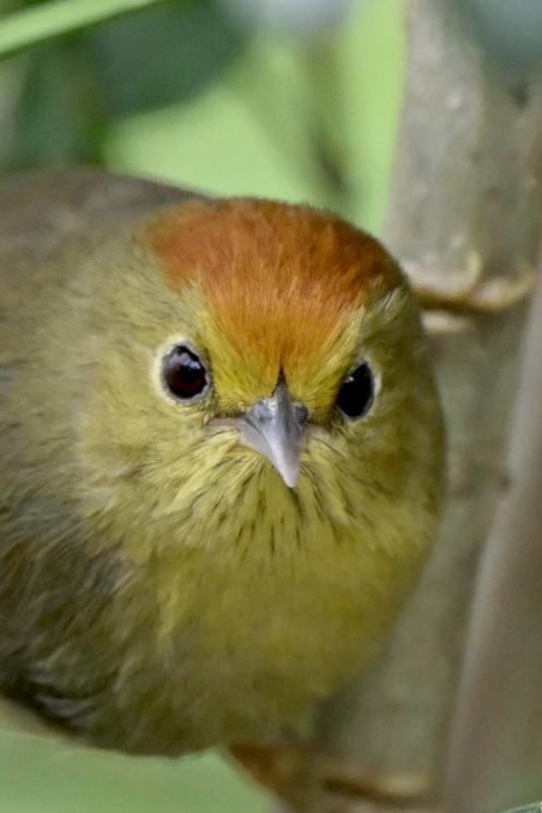 Rufous-capped Babbler - ML631428097