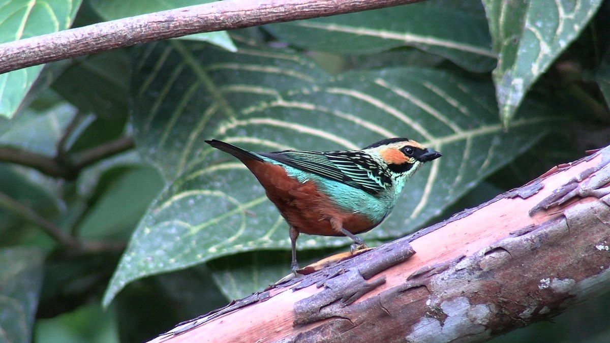 Golden-eared Tanager - ML631428112