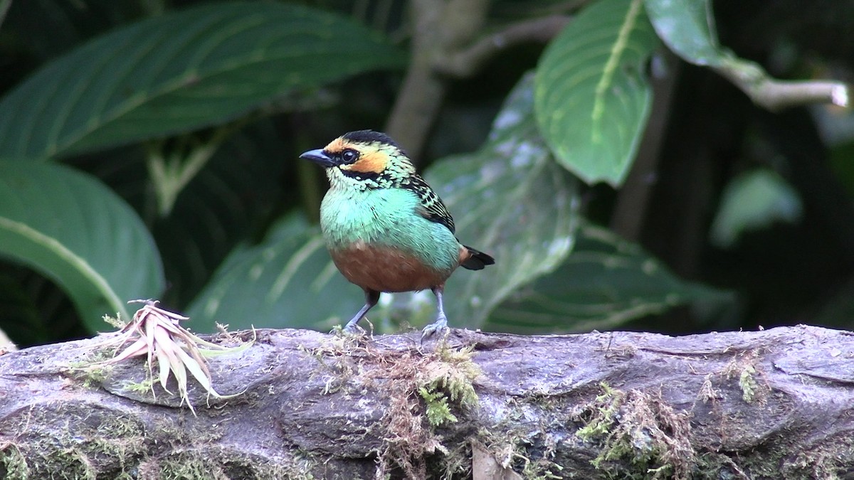Golden-eared Tanager - ML631428124