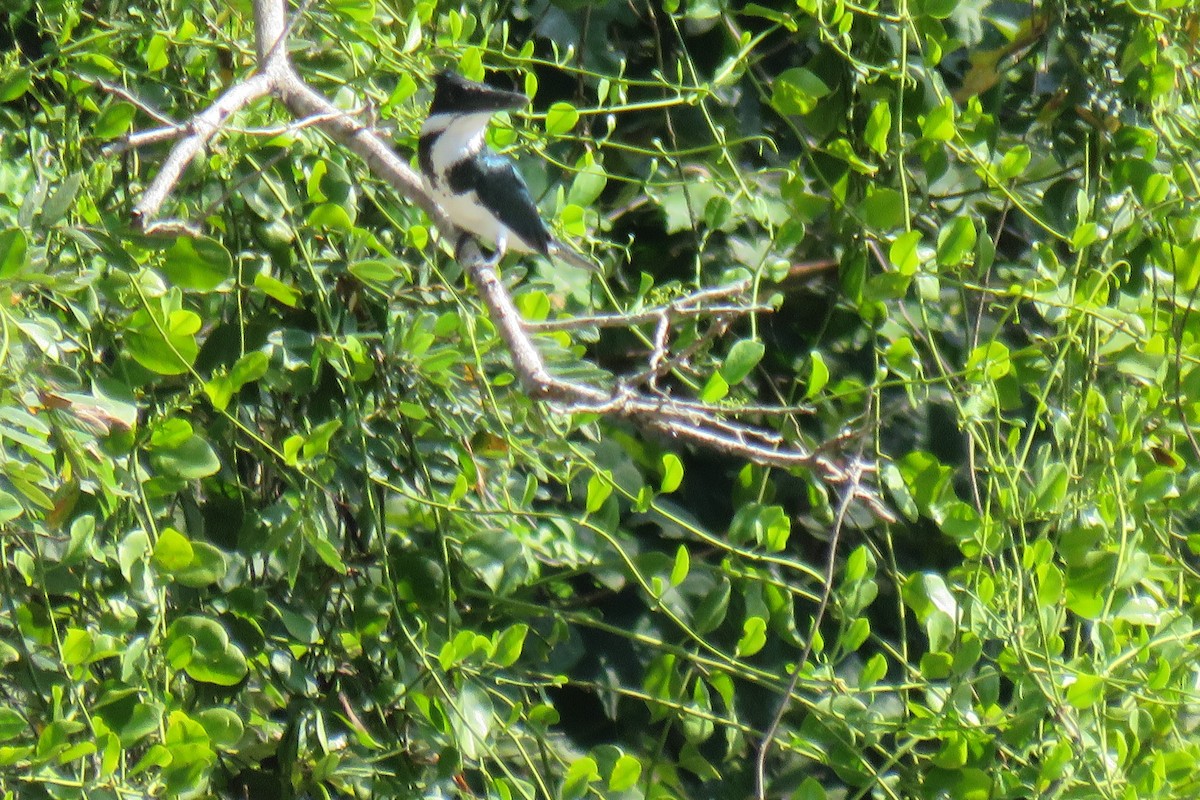 Amazon Kingfisher - ML631428128
