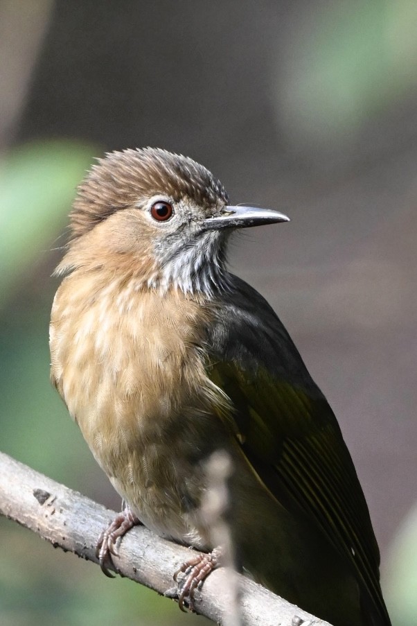 Mountain Bulbul - ML631428165