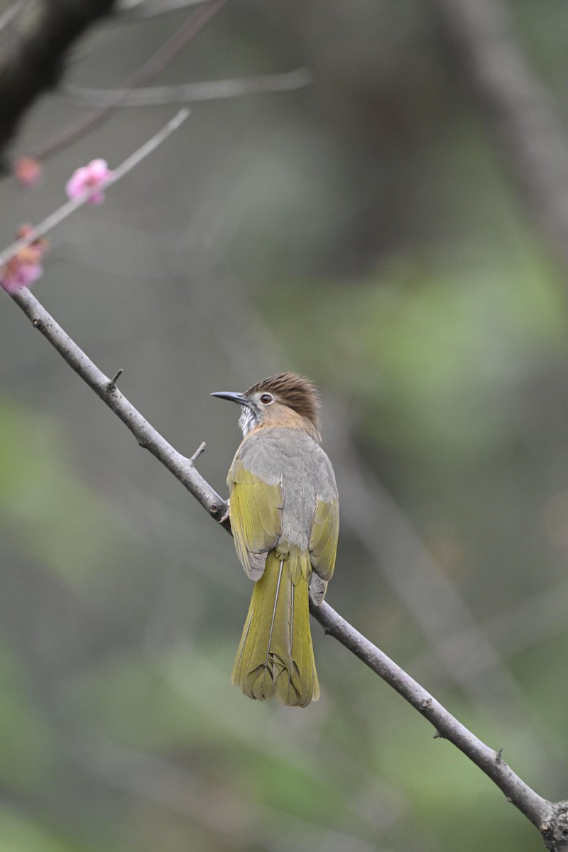 Mountain Bulbul - ML631428167