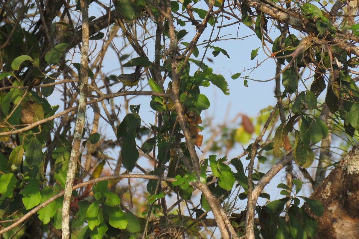 Magnolia Warbler - ML631428189