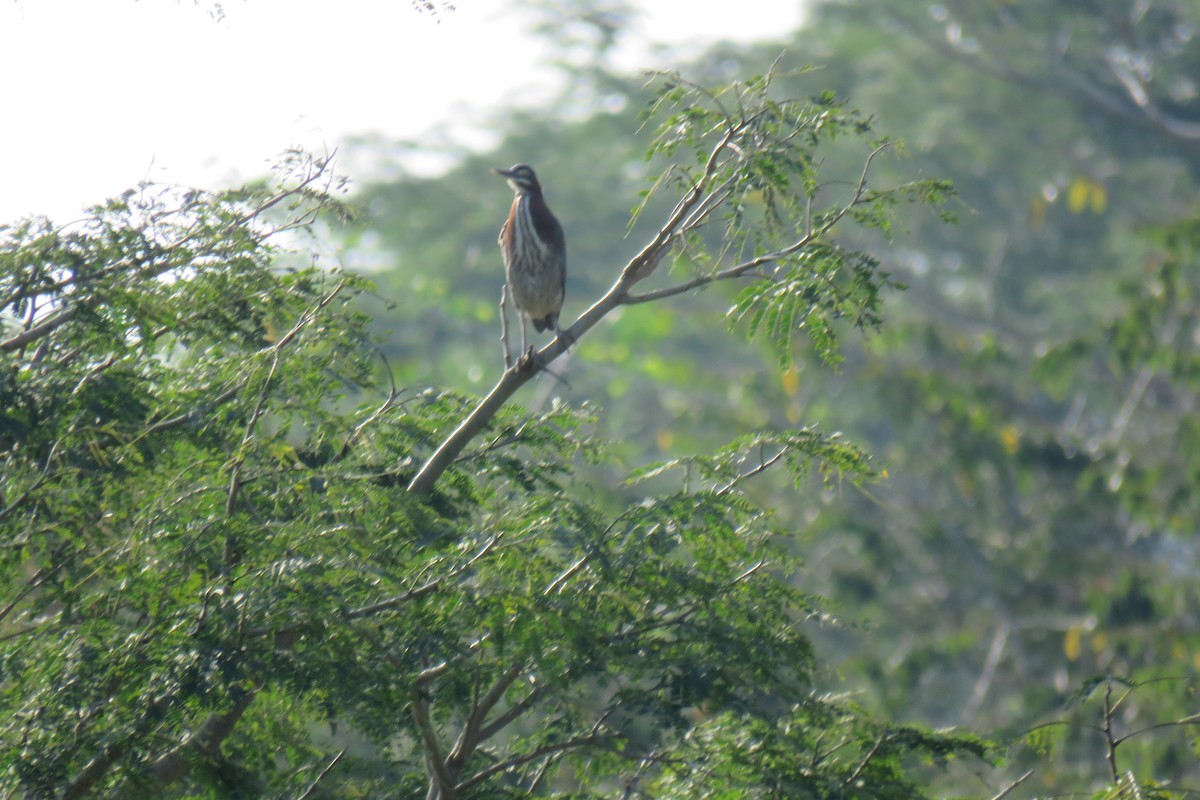 Green Heron - ML631428277