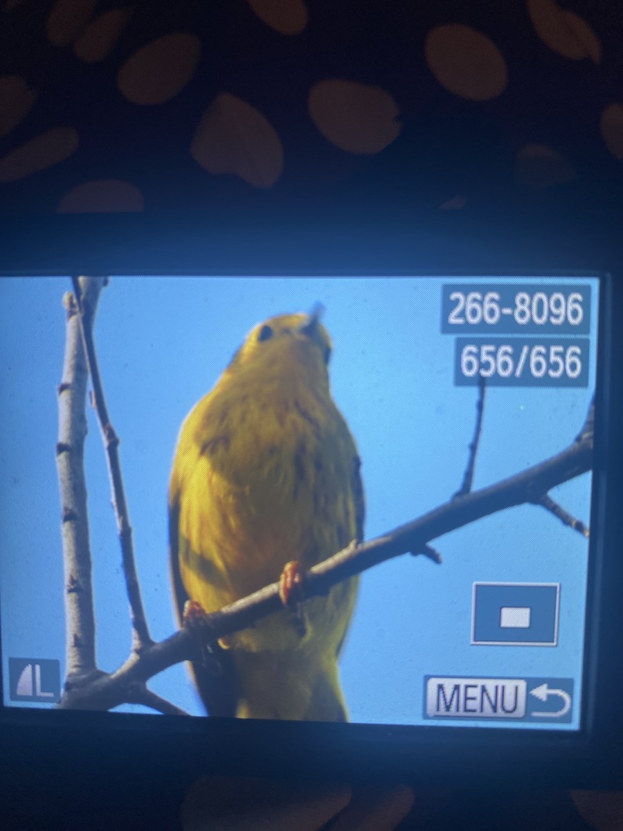 Northern Yellow Warbler - ML631428282