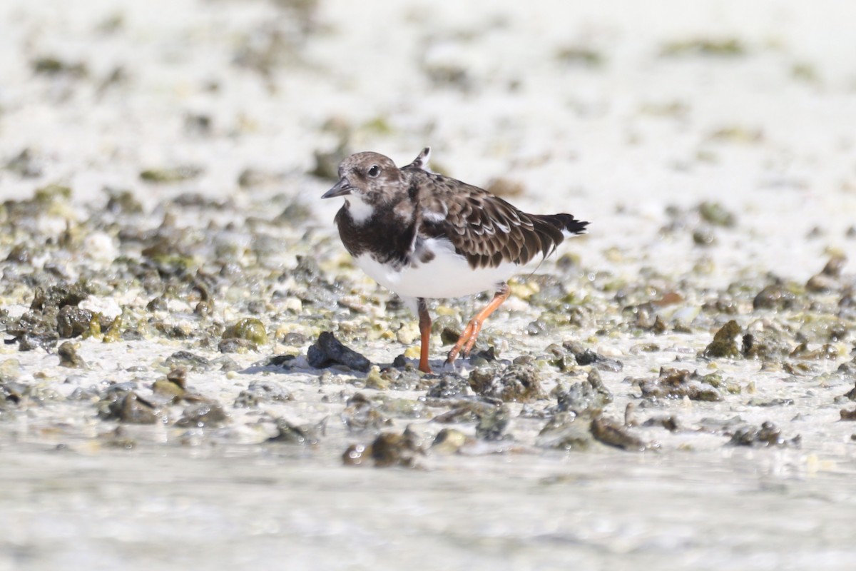 Ruddy Turnstone - ML631428300