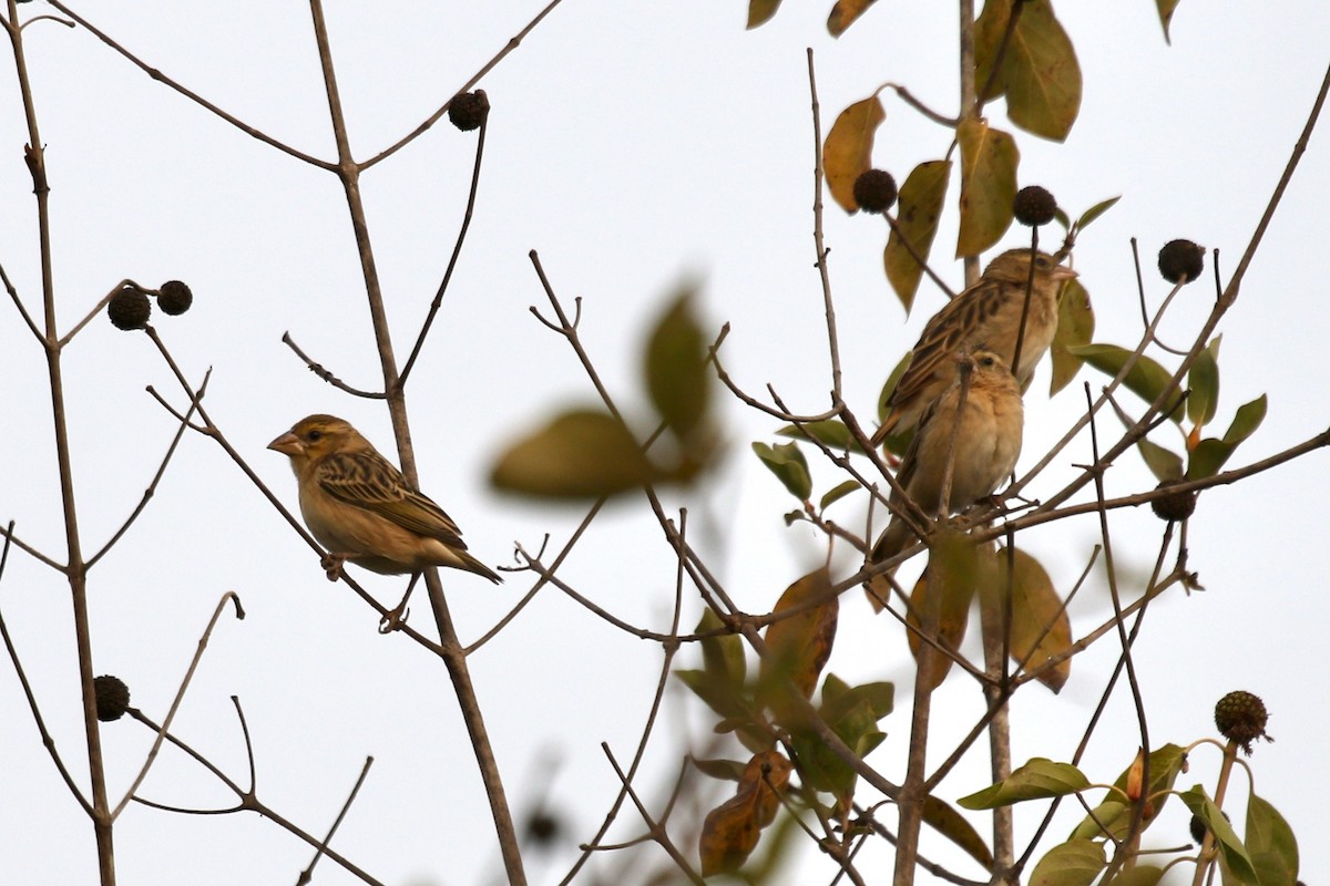 Northern Red Bishop - ML631428307