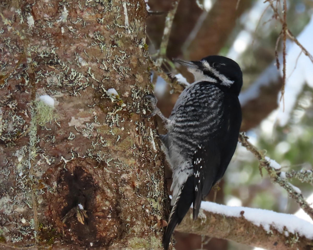 Black-backed Woodpecker - ML631428346