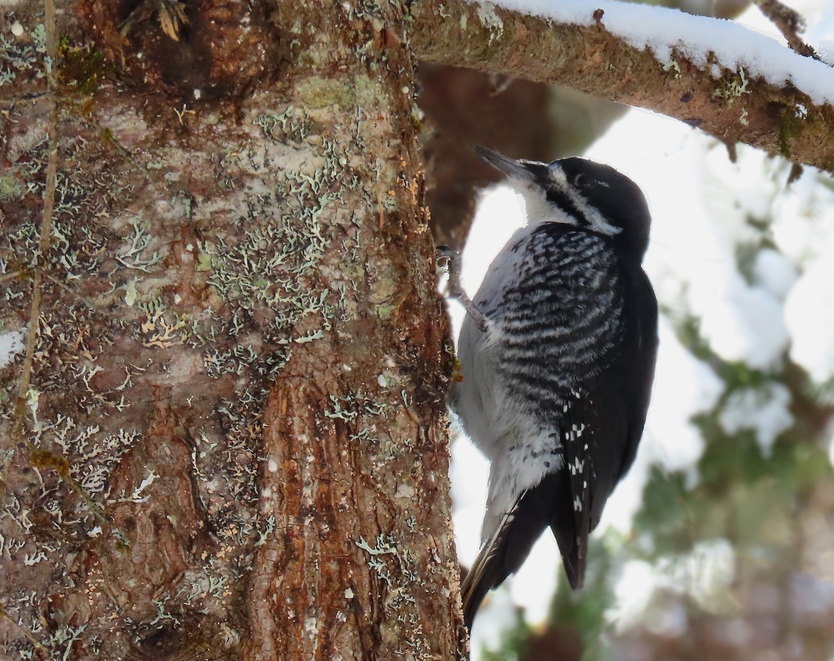 Black-backed Woodpecker - ML631428348