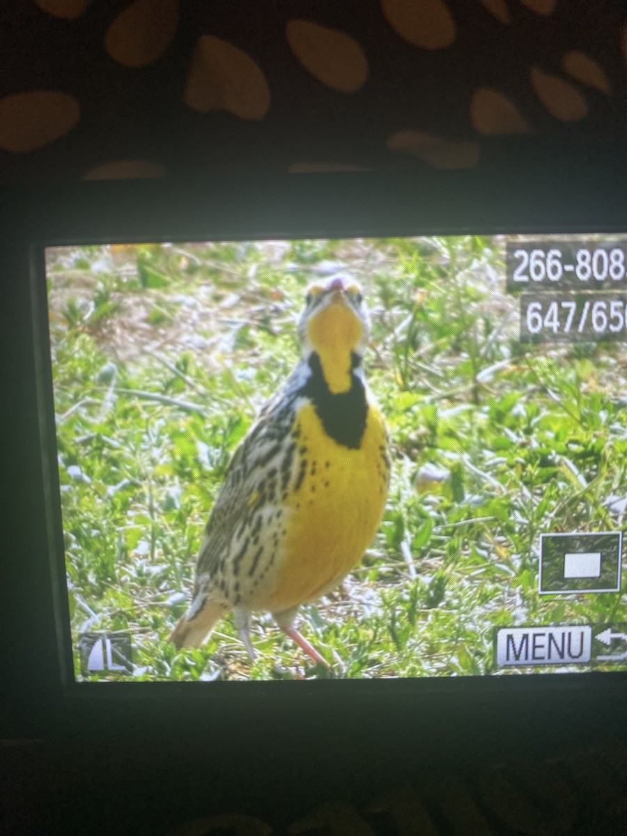 Western Meadowlark - ML631428409