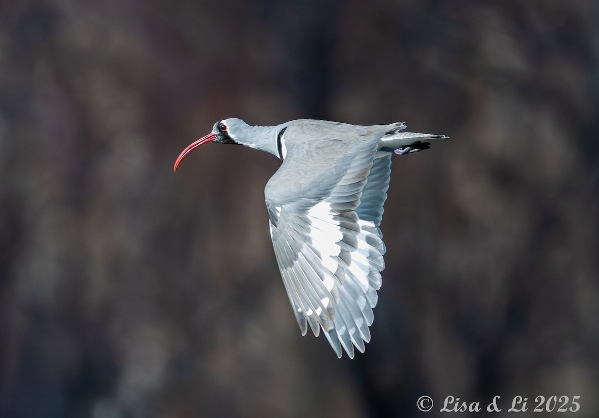 Ibisbill - ML631428493