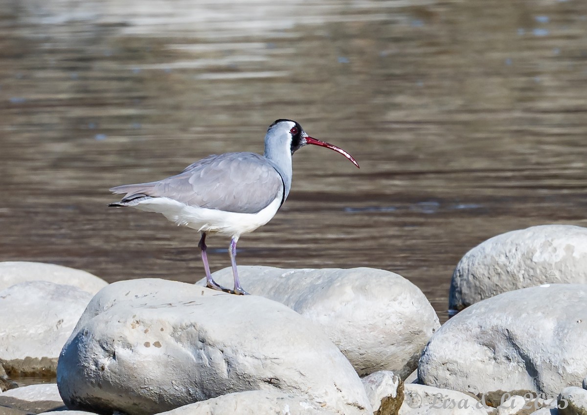 Ibisbill - ML631428494