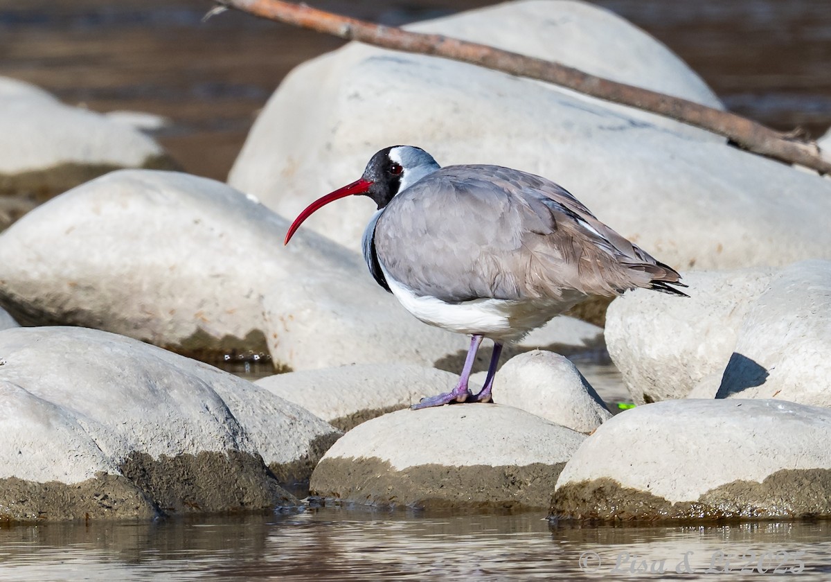 Ibisbill - ML631428495