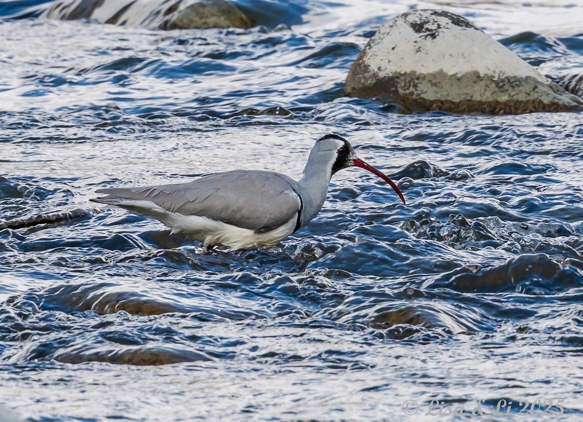 Ibisbill - ML631428497