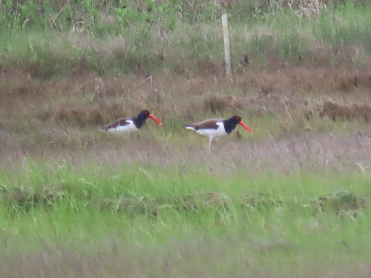 American Oystercatcher - ML631428500