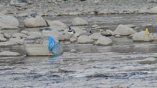 Ibisbill - ML631428543