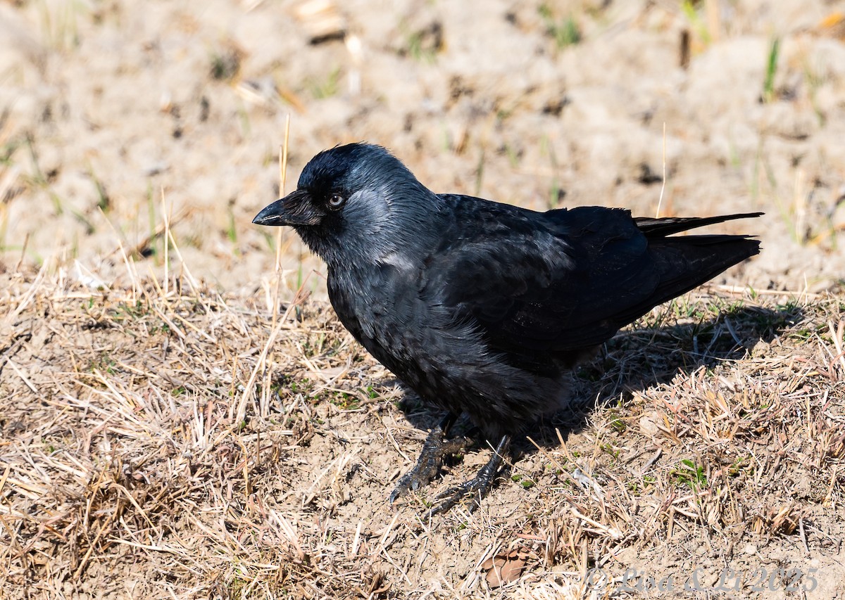 Харлаг хэрээ - ML631428567