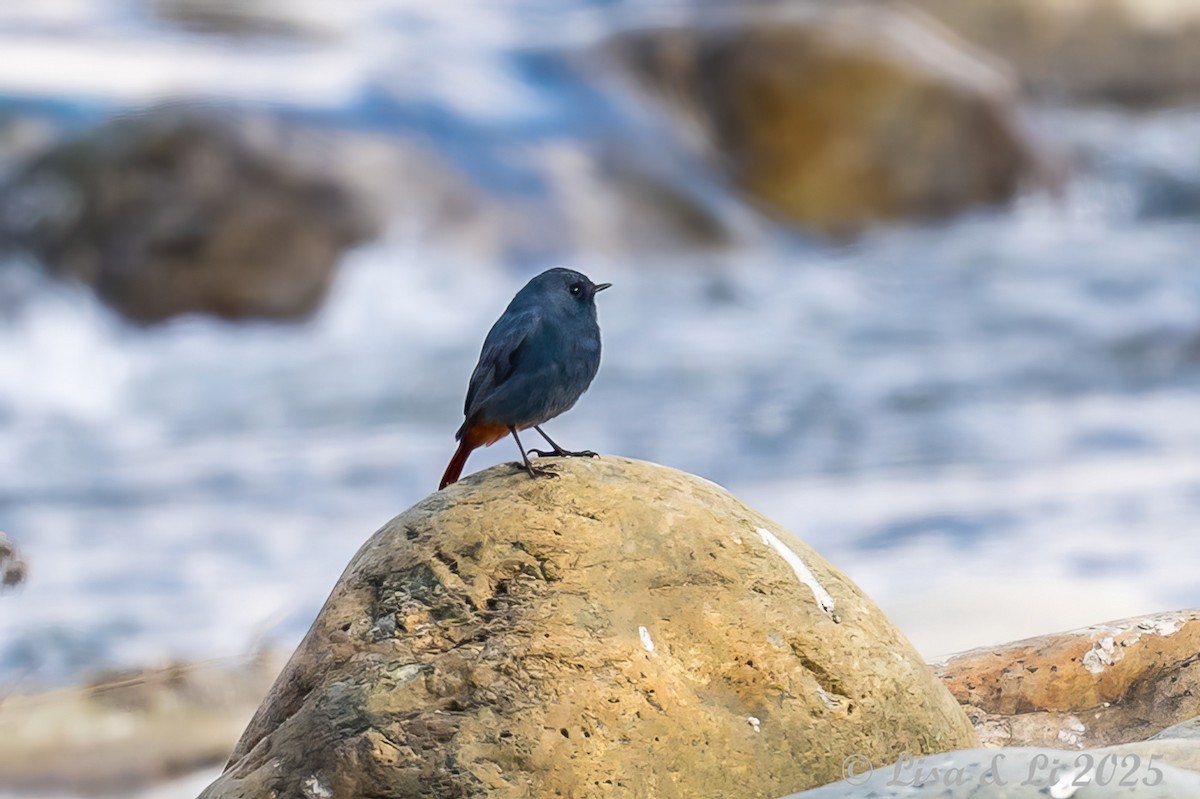 Plumbeous Redstart - ML631428573