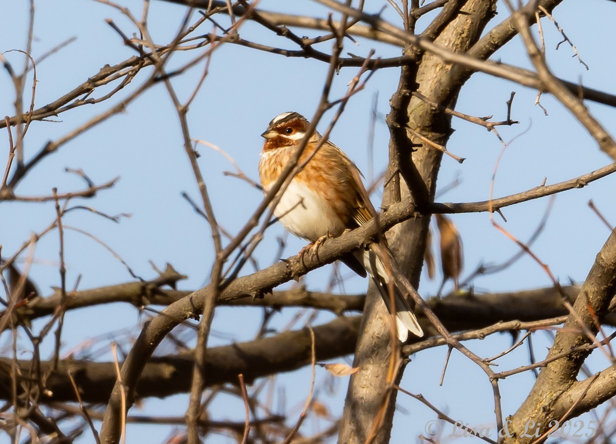Цагаан шанаат хөмрөг - ML631428576