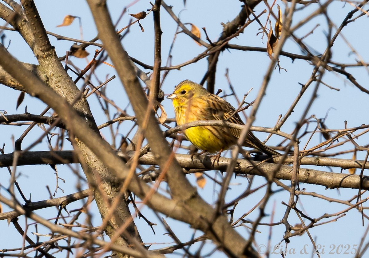 Алтан хөмрөг - ML631428579